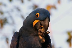 Hyacinth macaw (Anodorhynchus hyacinthinus) head.JPG