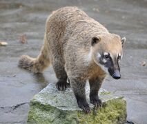 Coatí o Pizote (Nasua)
