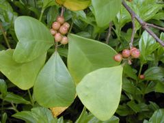 Mistletoe Fig, Ficus deltoidea.