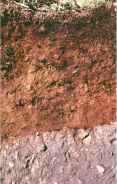 Tokul Soil.png