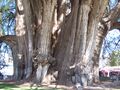 Tronco-Detalles-Árbol-del-Tule-Oaxaca-Mexico.jpg