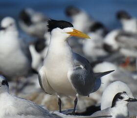 صورة معبرة عن الموضوع خرشنة متوجة كبيرة