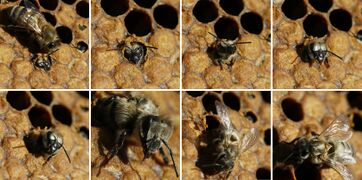 Emergence of a European dark honey bee (A. m. mellifera)