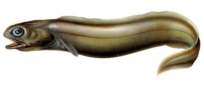 Coloconger raniceps, a Colocongeridae