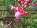Fuchsia x hybrida, flower