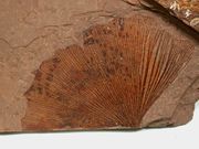 Ginkgo biloba Eocene leaf from the MacAbee, B.C., Canada.