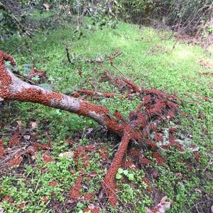Mass of ladybirds at rest