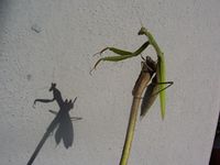 Mantide religiosa Marius 050925.jpg