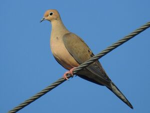 Av Mourning Dove JG.jpg