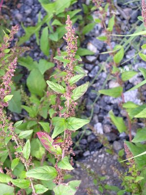 Chenopodium polyspermum leaves and flowers 1 AB.jpg
