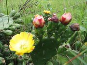 زهور في سـِرا دو كيپو.