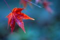 Acer palmatum leaf in autumn
