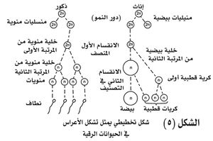 شكل تخطيطي يمثل تشكل الأعراص في الحيوانات الراقية.jpg