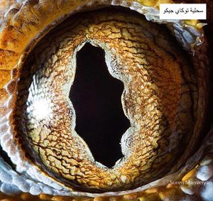 عيون حيوان4.jpg