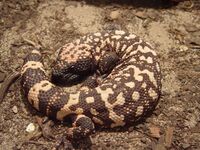 A Gila monster curled up on the ground absorbing heat.