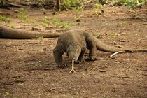 Komodo dragon walking.JPG