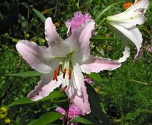 Lilium 'Marco Polo' Flower 2580px.jpg