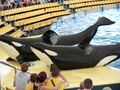 Orcas at Loro Parque 06.JPG