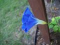Opening blue morning glory
