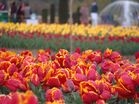 Red and Yellow Tulips.JPG