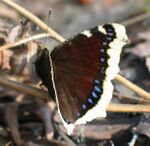 Nymphalis antiopa.jpg