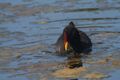 Red-fronted Coot.jpg