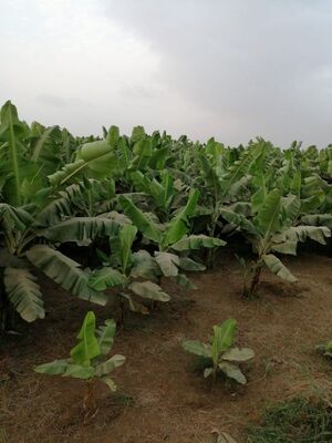 موز جازان 3.jpg