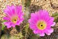 Echinocereus pentalophus.jpg