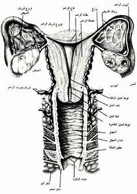 الأعضاء التناسلية الأنثوية الخارجية والداخلية