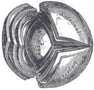 العدسة البلورية مقواة ومنقسمة.