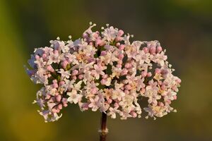 Valeriana officinalis inflorescence - Niitvälja.jpg