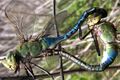 Dragonflies mating