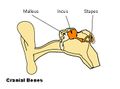 Illu auditory ossicles.jpg