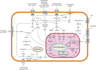 Signal transduction pathways.svg