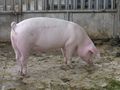 Sus scrofa scrofa.jpg