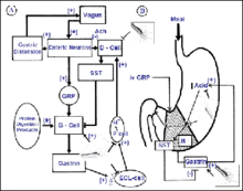 Gastrin Releasing Peptide.gif