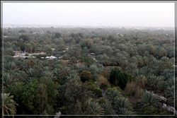 جانب من نخيل بلدة الجارودية (القطيف)