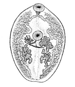 Paragonimus westermanii.jpg