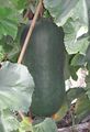 Wax gourd