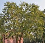 Bael (Aegle marmelos) tree at Narendrapur W IMG 4116.jpg