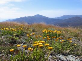 Everlastings on MtHotham Vic.jpg