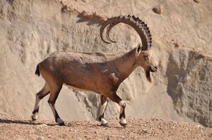 PikiWiki Israel 38769 Male Ibex.jpg