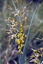 Sorghastrum nutans EPA-2.jpg