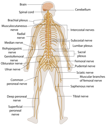 TE-Nervous system diagram.svg