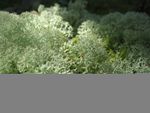 Reindeer moss (Cladonia rangiferina)