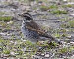 Dusky Thrush (Turdus naumanni eunomus).jpg