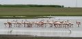 Greater Flamingoes Phoenicopterus roseus scape