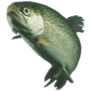 A trout