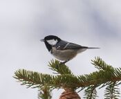 2017.01.27.-18-Paradiski-La Plagne-Champagny-en-Vanoise--Tannenmeise.jpg