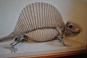 Dimetrodon milleri (1).jpg